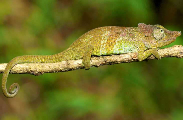 Image - Newly-discovered chameleon and frog species connects East African regions