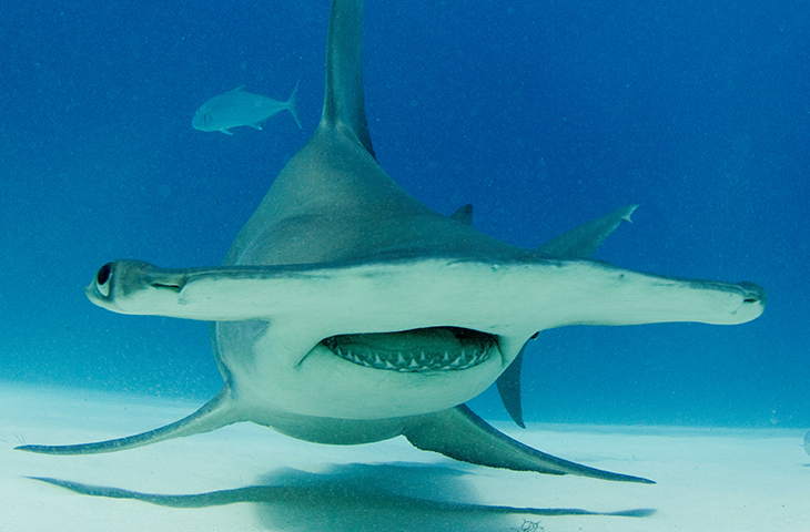 Image - New study shows Hammerhead Sharks swim sideways saving energy