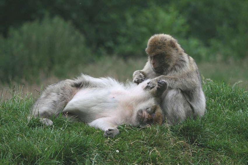 Image - New study shows friendly behaviour is contagious in monkeys 
