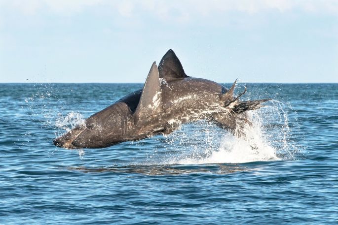 Image - Basking sharks jump as high and as fast as a great white