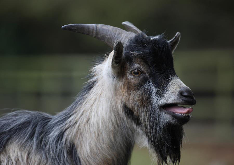 Image - Goats can distinguish emotions from the calls of other goats