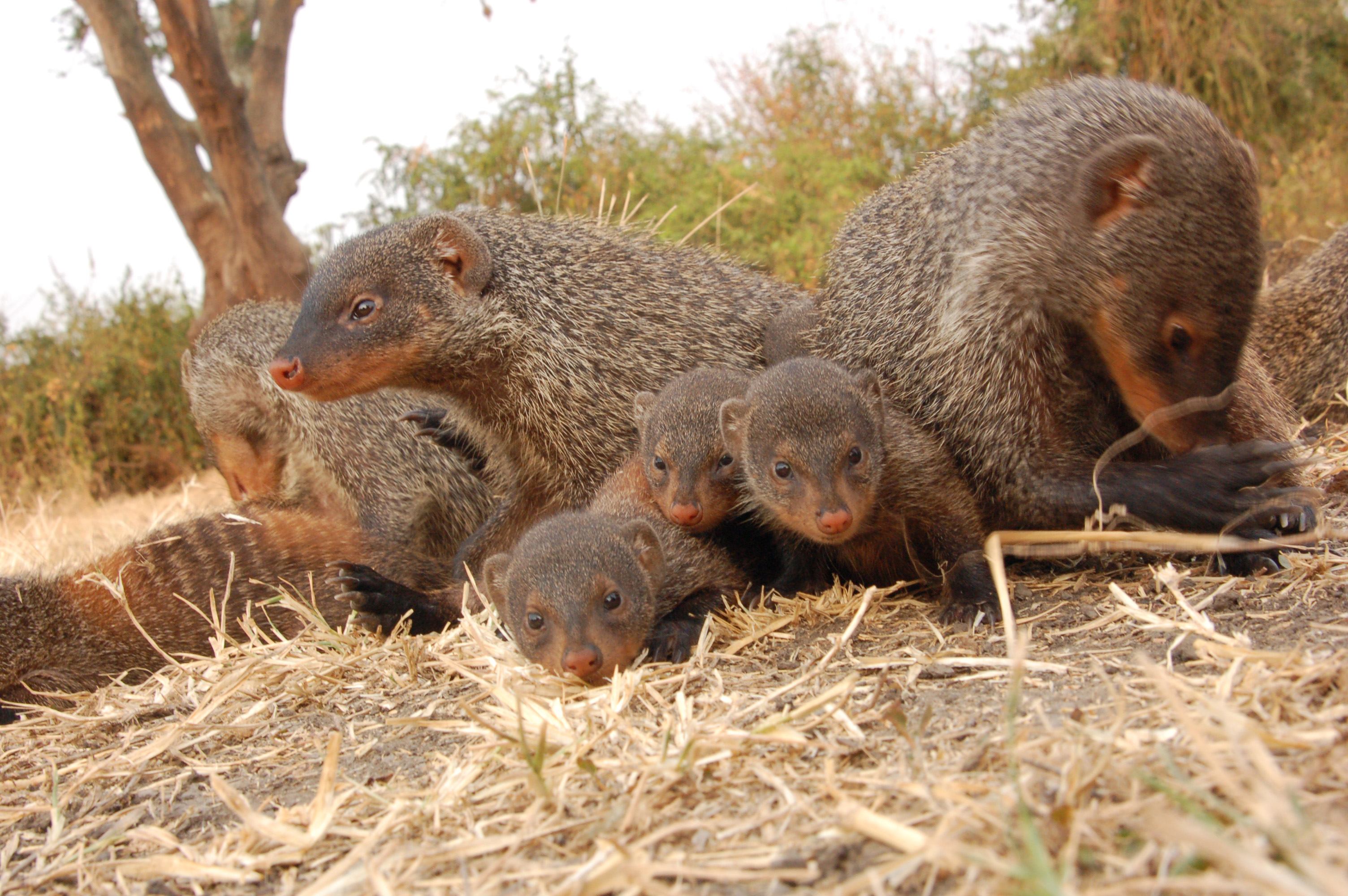 Image - Mongooses who are cared for at an early age have lifelong fitness benefits