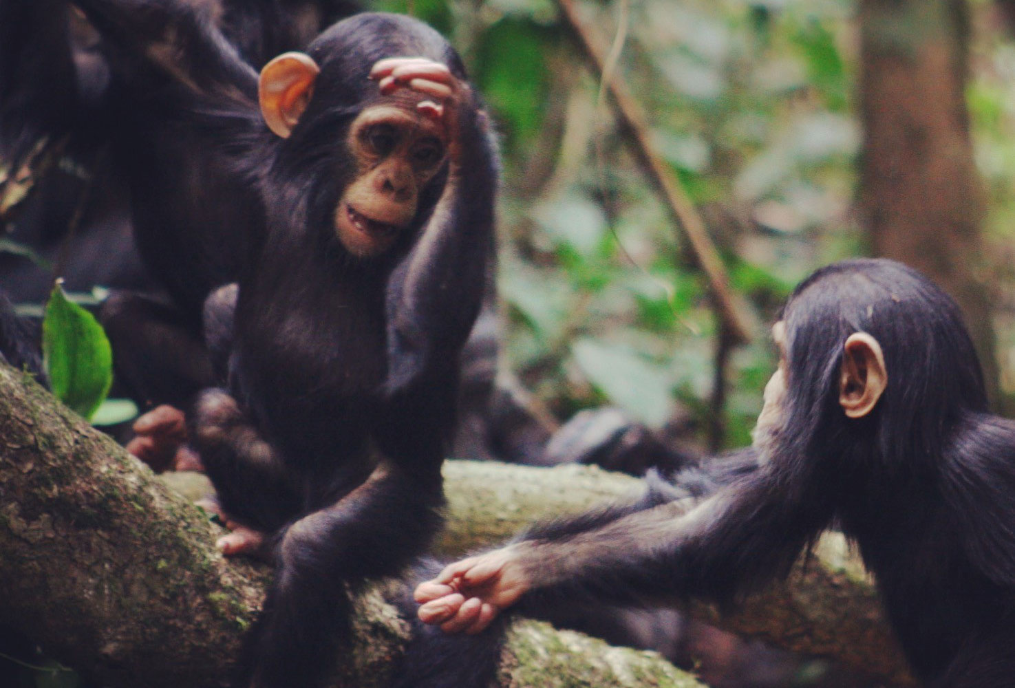 Image - Chimpanzee gestures follow the same laws as human language