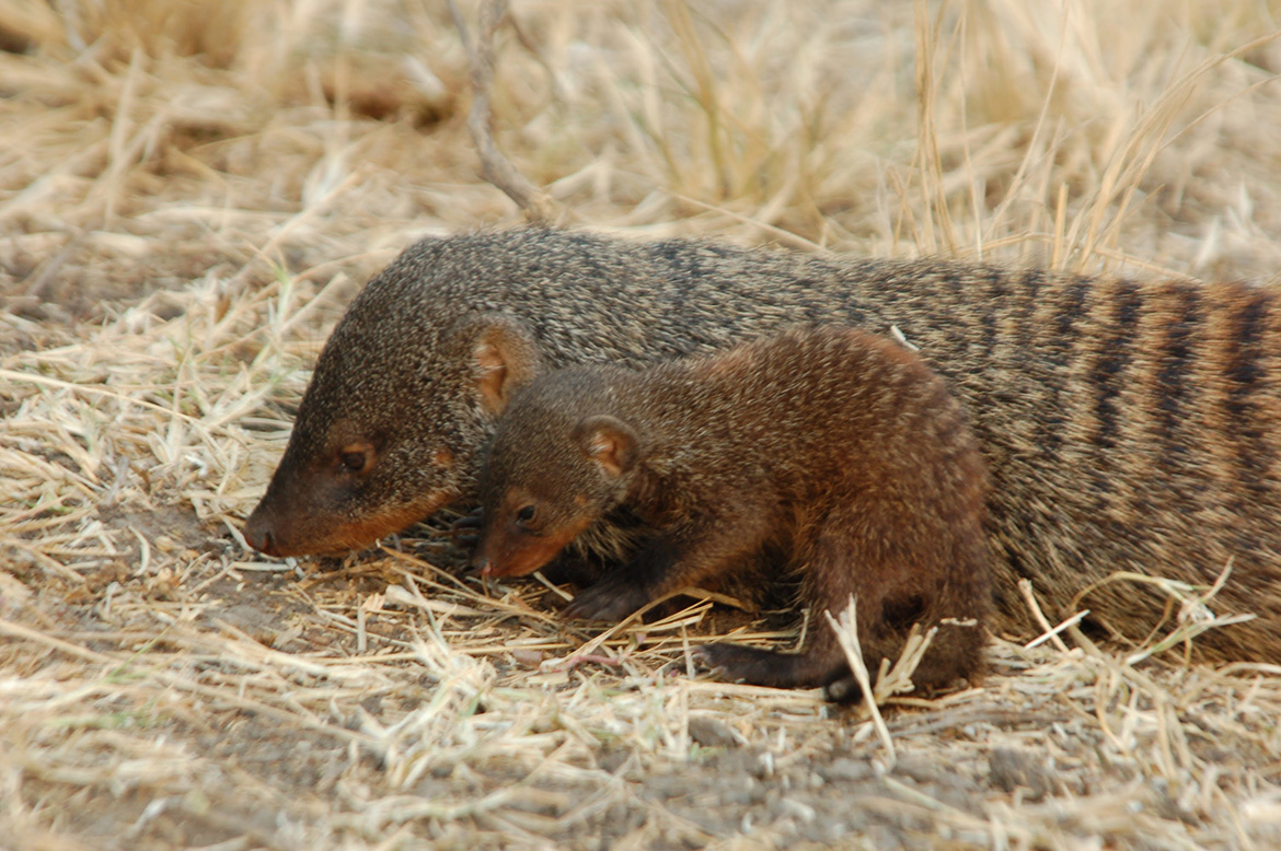 Image - New research finds mongooses inherit behaviour from role models