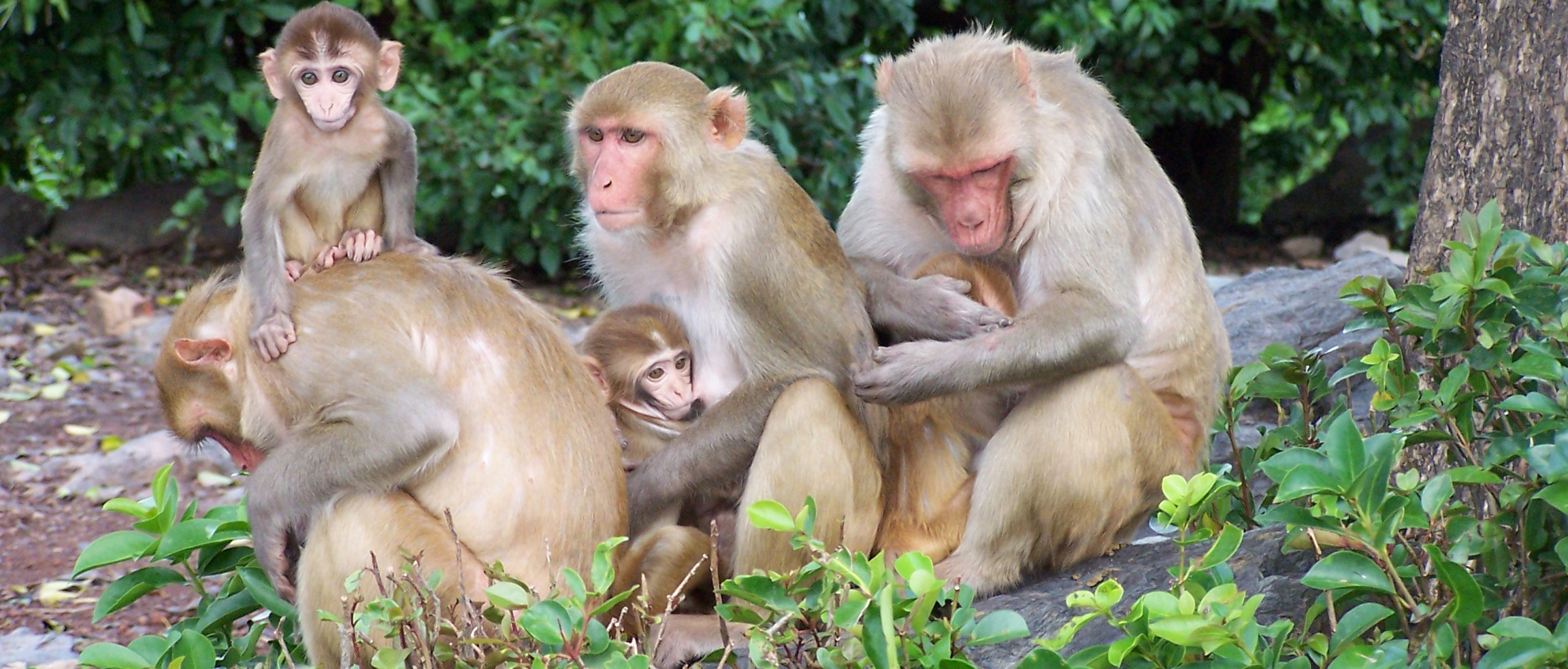 Image - Rhesus macaques became more social after Hurricane Maria