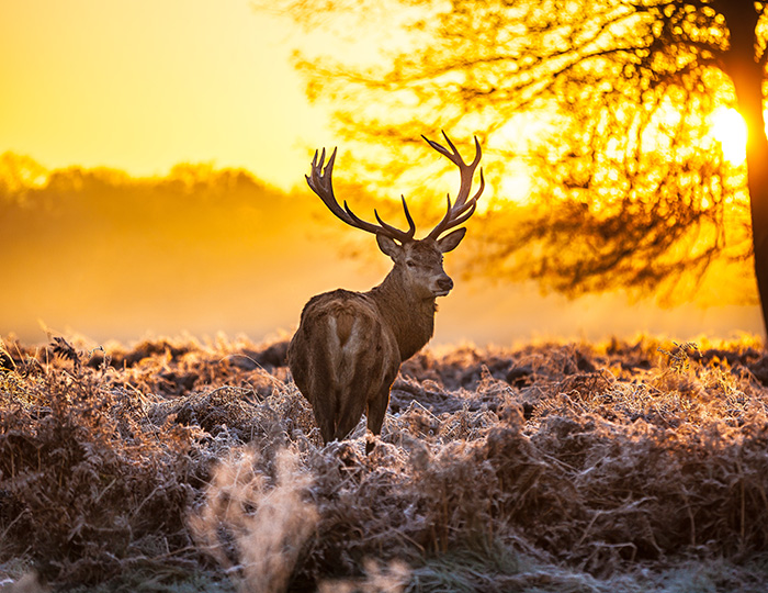 Image -  Proximity to Richmond Park&nbsp; 
  Whitelands&nbsp;College looks over the stunning&nbsp;deer-filled&nbsp;Richmond Park,&nbsp;where you will conduct field&nbsp;studies&nbsp;and learn about animal&nbsp;behaviour&nbsp;and river restoration.  &nbsp;  