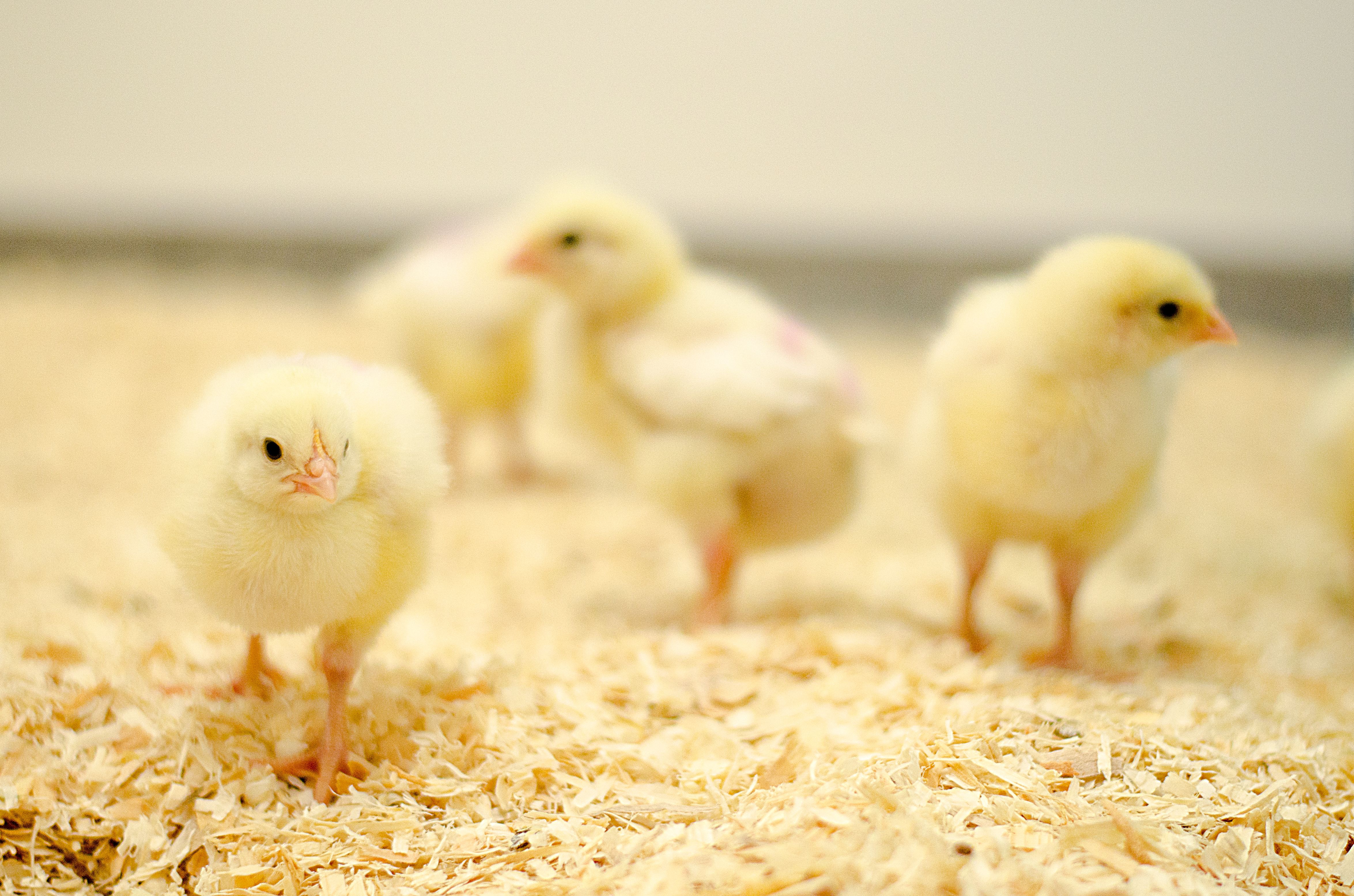 Image - Simple way of ‘listening’ to chicks could dramatically improve welfare