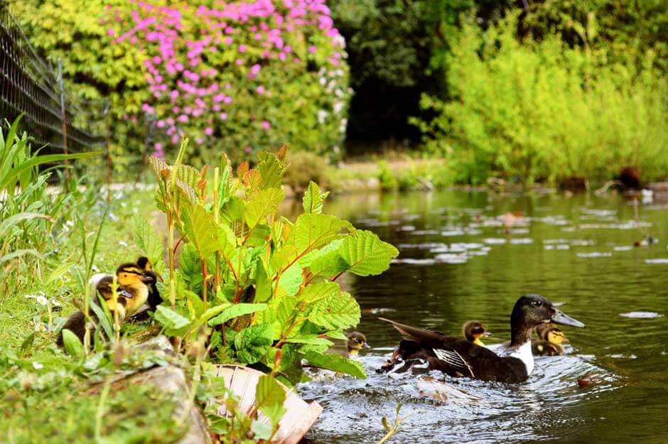 Image -  Ducks on Froebel lake 